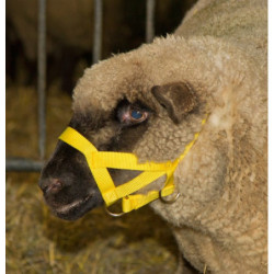 LICOL MOUTON NYLON